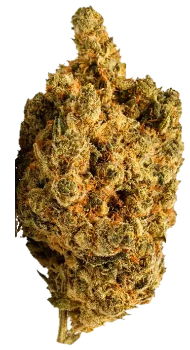 Amnesia 666